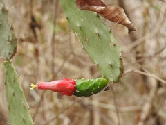 Opuntia dejecta