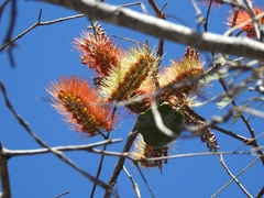 Combretum fruticosum