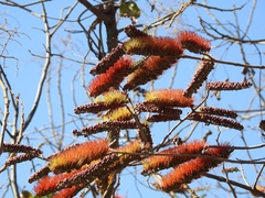Combretum fruticosum