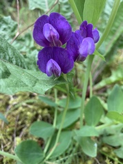 Lathyrus japonicus