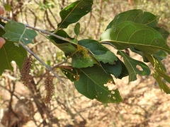 Combretum fruticosum