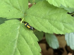Ptosima gibbicollis