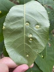 Phylloxera foveola