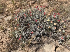 Eriogonum douglasii
