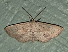 Scopula aemulata