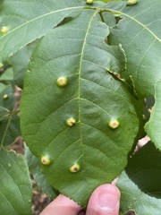 Phylloxera foveola