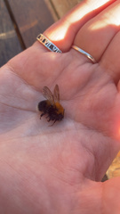 Bombus hypnorum