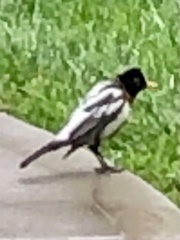 Turdus migratorius