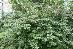 Magnoliopsida