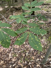 Phylloxera foveola