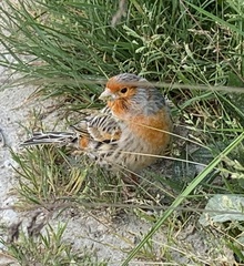 Serinus canaria domesticus