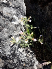 Chaenorhinum
