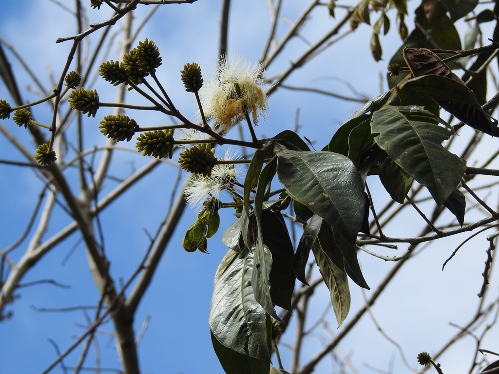 Inga chiapensis