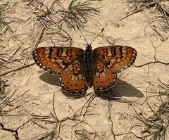 Euphydryas desfontainii