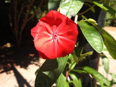Ipomoea cavalcantei