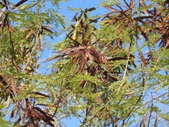 Leucaena diversifolia