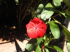 Ipomoea cavalcantei