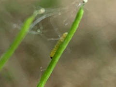 Anthocharis cardamines