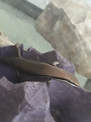 Marisora aquilonaria