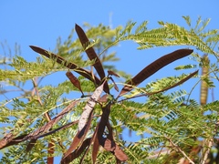 Leucaena diversifolia