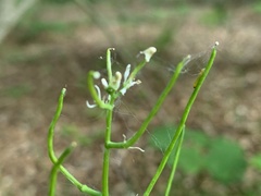 Anthocharis cardamines