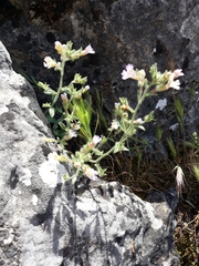 Chaenorhinum