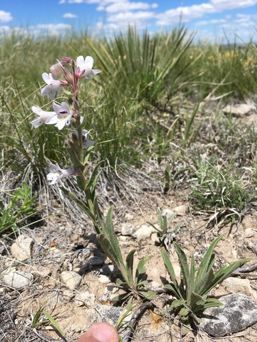 White-flower Beardtongue