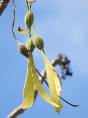 Gyrocarpus mocinoi