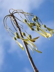 Gyrocarpus mocinoi