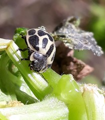 Epilachna paenulata