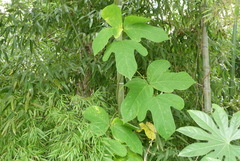 Tracheophyta