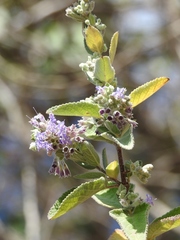Hyptis tomentosa