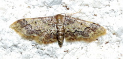 Idaea furciferata