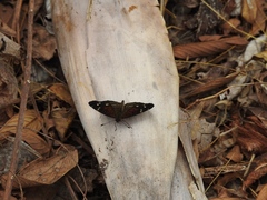 Anthanassa atronia