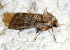 Sympistis induta