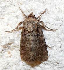 Sympistis induta