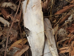 Anthanassa atronia