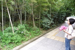 Fatsia japonica