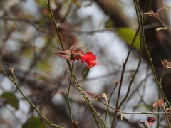 Hibiscus poeppigii
