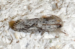 Acrolophus griseus