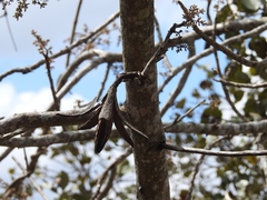 Cedrela salvadorensis