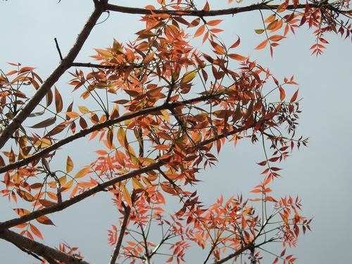 Pacific Coast mahogany (Swietenia humilis)