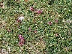Astragalus monspessulanus monspessulanus