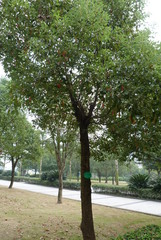 Cinnamomum camphora