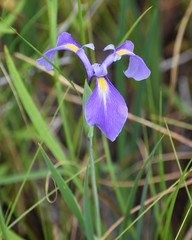 Iris tridentata