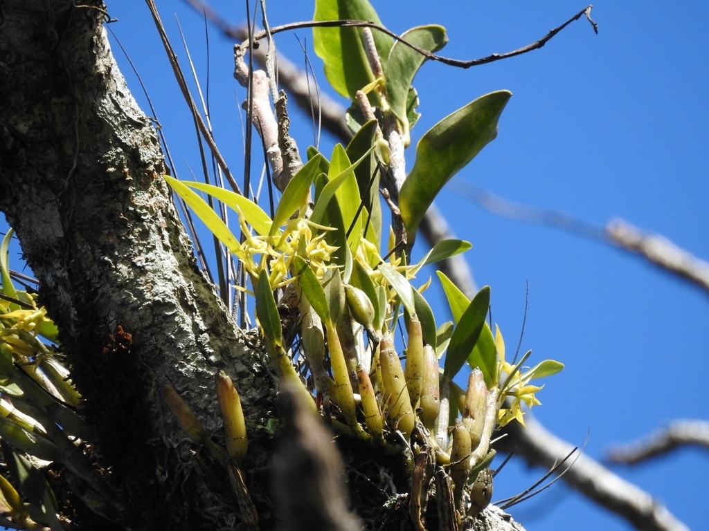 Epidendrum cardiochilum