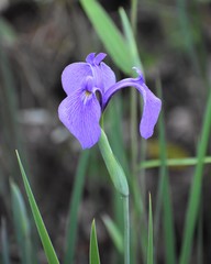 Iris tridentata