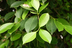 Ficus