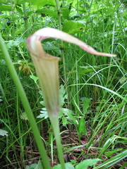 Arisaema amurense
