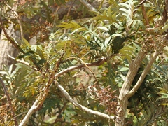 Bocconia arborea